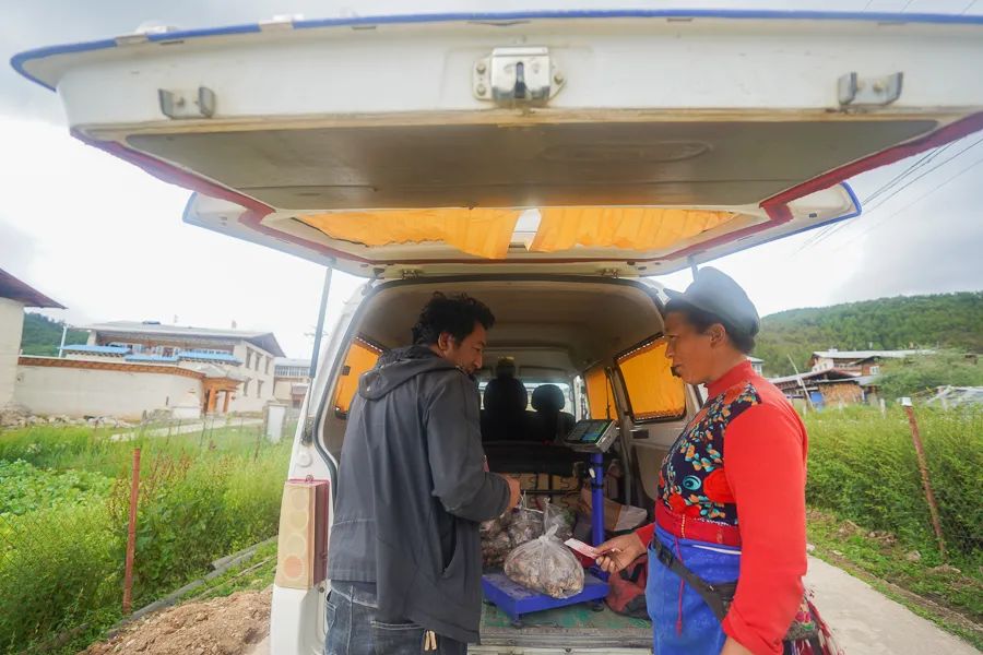 松茸比普通菌类贵多少,最好的松茸是哪里的