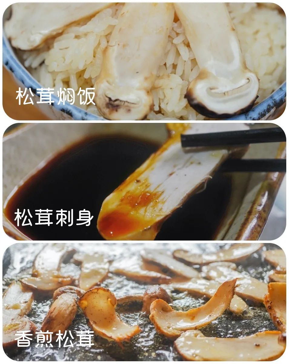 松茸比普通菌类贵多少,最好的松茸是哪里的