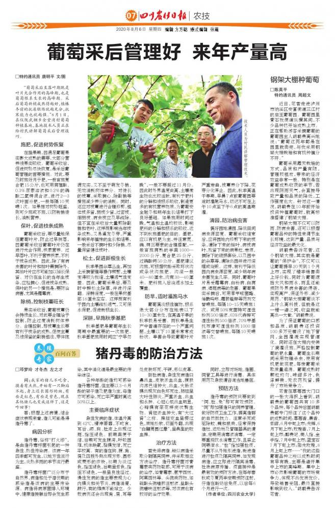 猪丹毒症状与防治,猪丹毒症状及防治图片