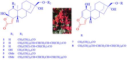 云南咖啡品质如何,云南咖啡味道独特的原因