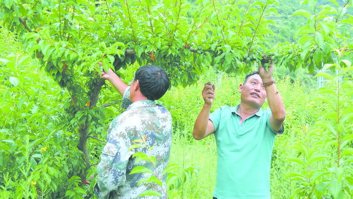 让青红脆李成为脱贫致富的“能量果”|黑水县扎窝乡西厘村村民王西东发展青红脆李小记