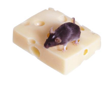 老鼠防治快速灭鼠,老鼠的习性与灭鼠方法