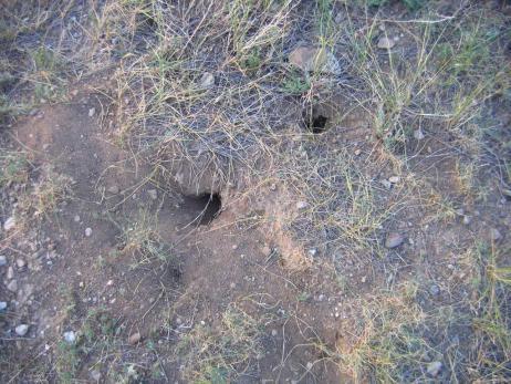 老鼠防治快速灭鼠,老鼠的习性与灭鼠方法