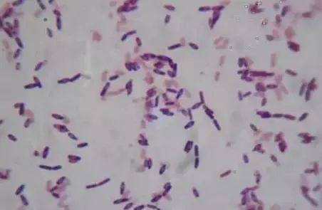 枯草芽孢杆菌能跟杀菌剂一起用么,枯草芽孢杆菌不能混什么杀菌剂