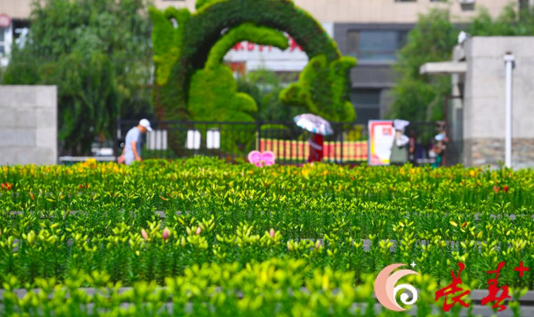 长春最佳百花园赏花季节,长春有什么好看的花海