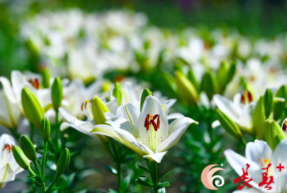 长春最佳百花园赏花季节,长春有什么好看的花海