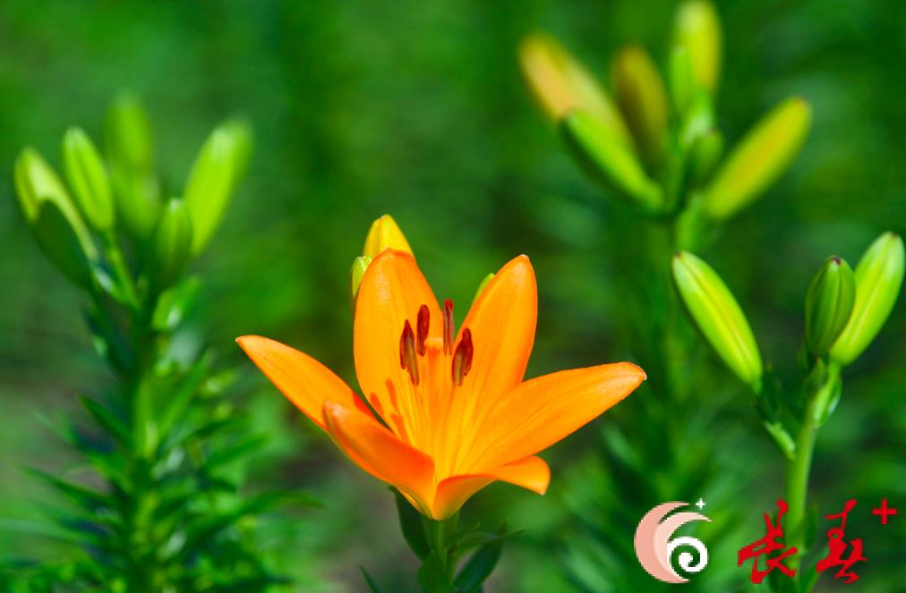 长春最佳百花园赏花季节,长春有什么好看的花海