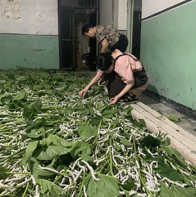 蚕丝被公告,蚕丝被曝光事件