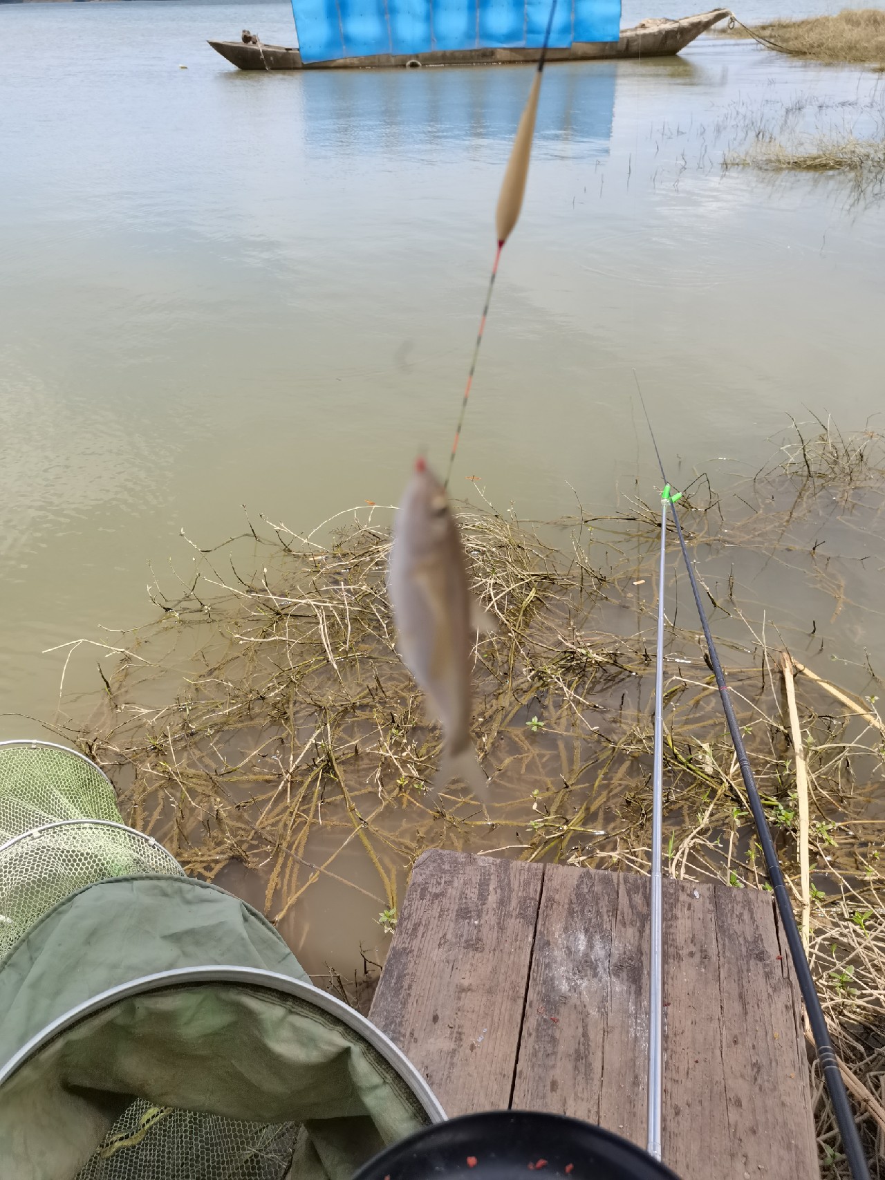 野钓白条全过程,拉白条用什么钓鱼