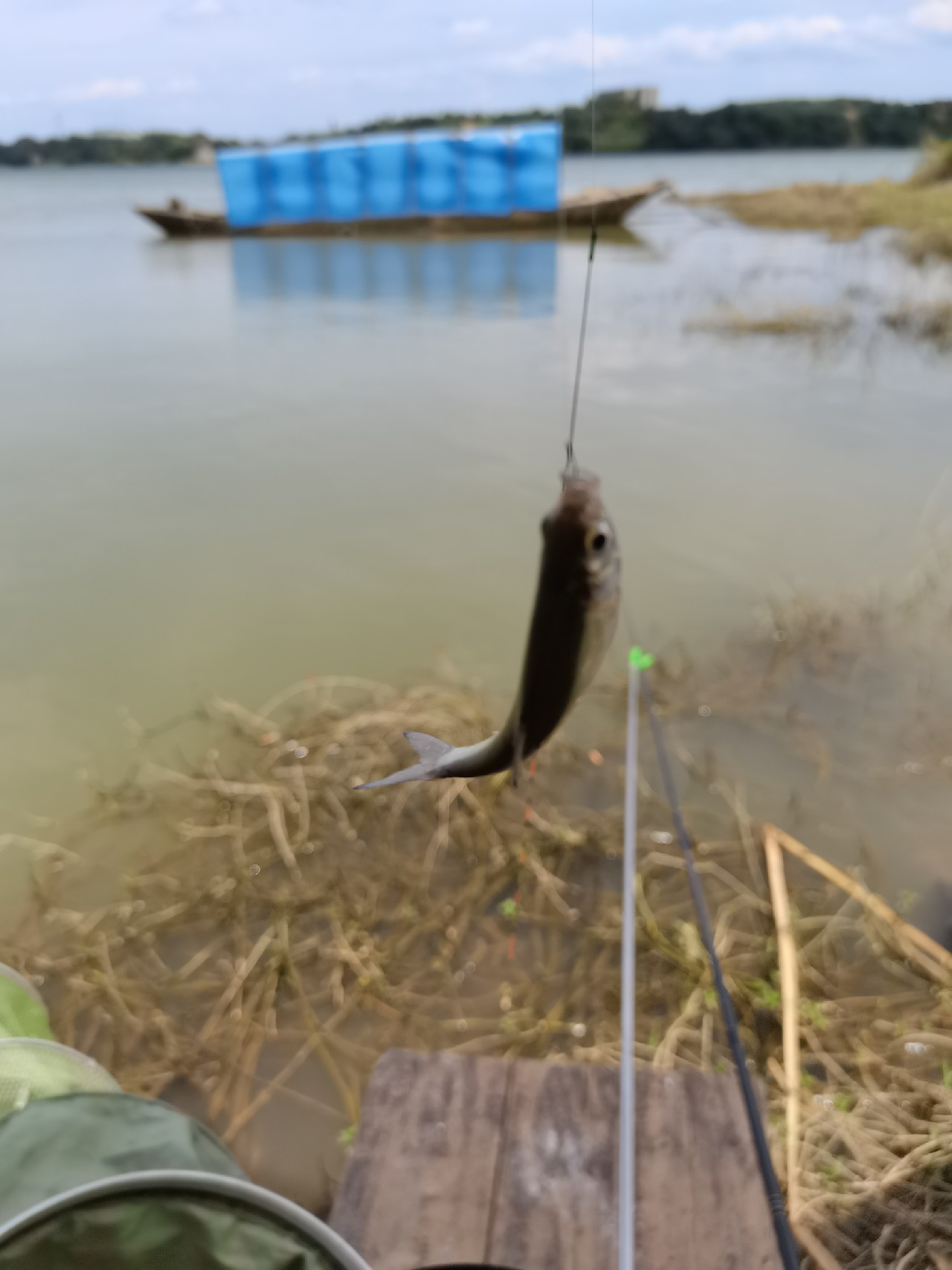 野钓白条全过程,拉白条用什么钓鱼