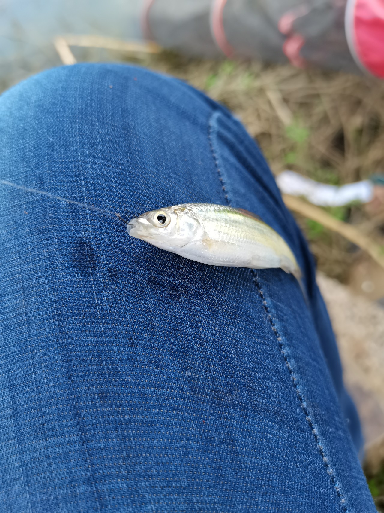 野钓白条全过程,拉白条用什么钓鱼