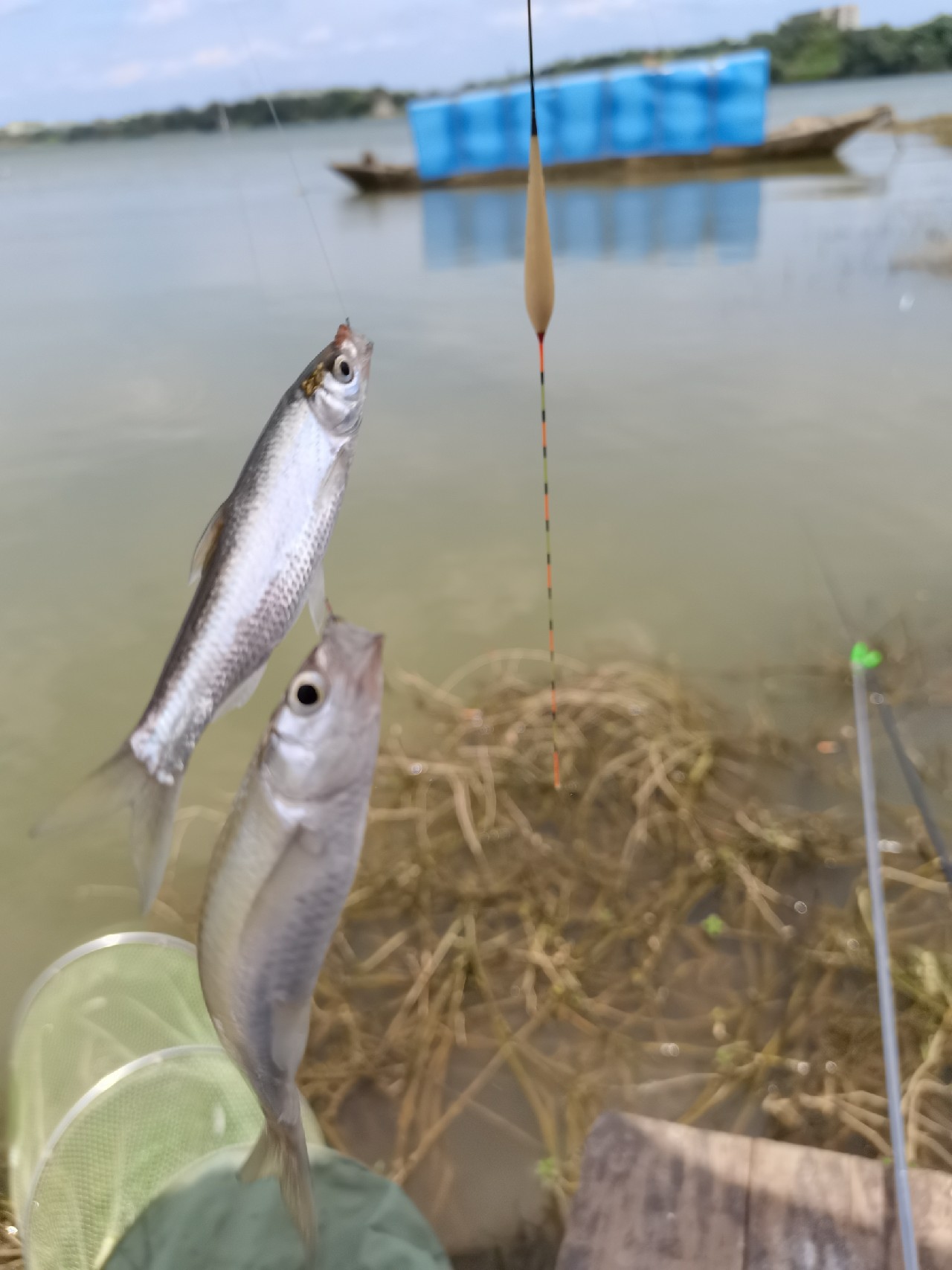 野钓白条全过程,拉白条用什么钓鱼