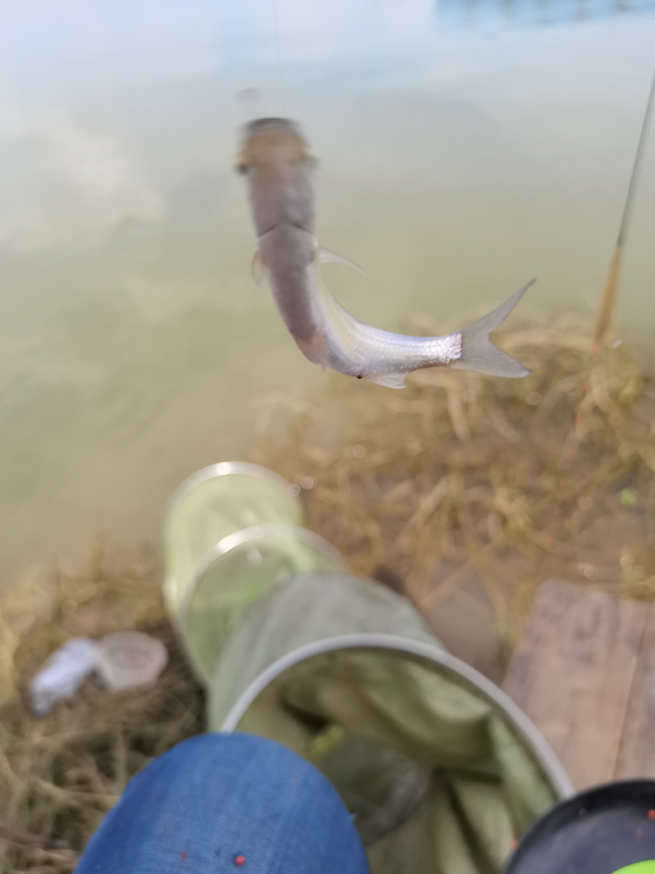 野钓白条全过程,拉白条用什么钓鱼