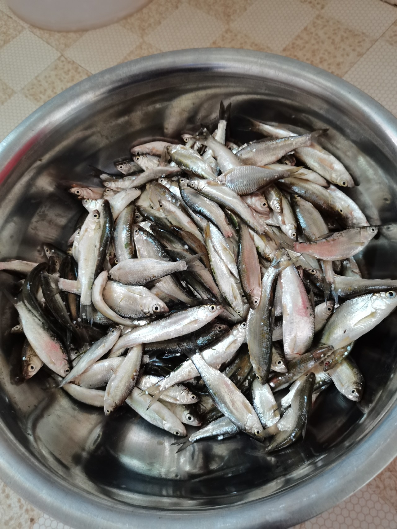 野钓白条全过程,拉白条用什么钓鱼