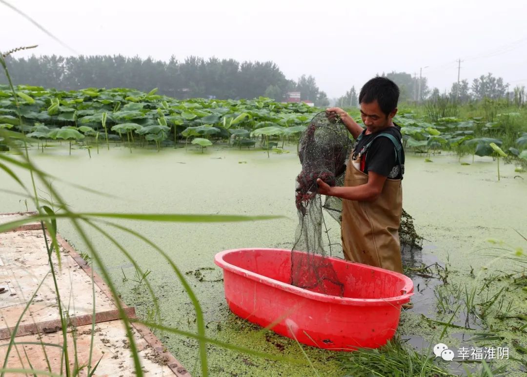 藕田养虾巧打致富牌,藕虾混养最新视频
