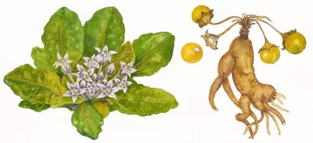 据说把它放在枕下,就能梦见未来的另一半?