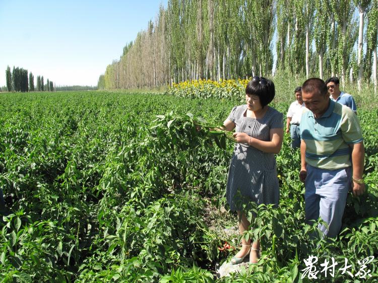 今日报纸头条｜青岛柏兰：始于芝麻成于辣椒，小油坊做成国际“舌尖”大生意