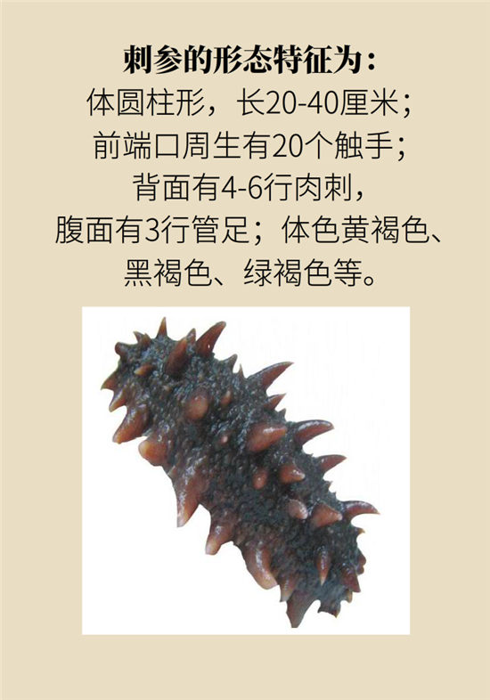 海参内藏哪些不能吃的,海参有几种不可以吃的