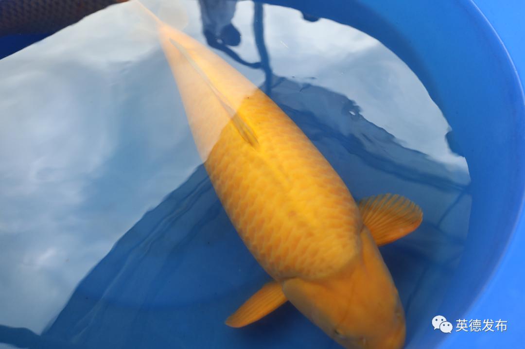 黄金球形芥子鲤,极品巨型芥子鲤