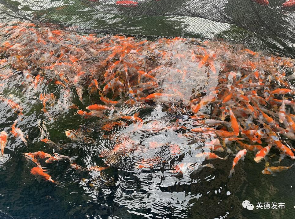 黄金球形芥子鲤,极品巨型芥子鲤