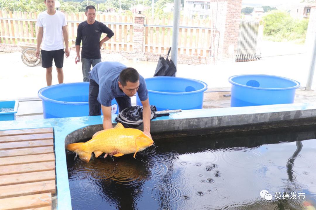 黄金球形芥子鲤,极品巨型芥子鲤