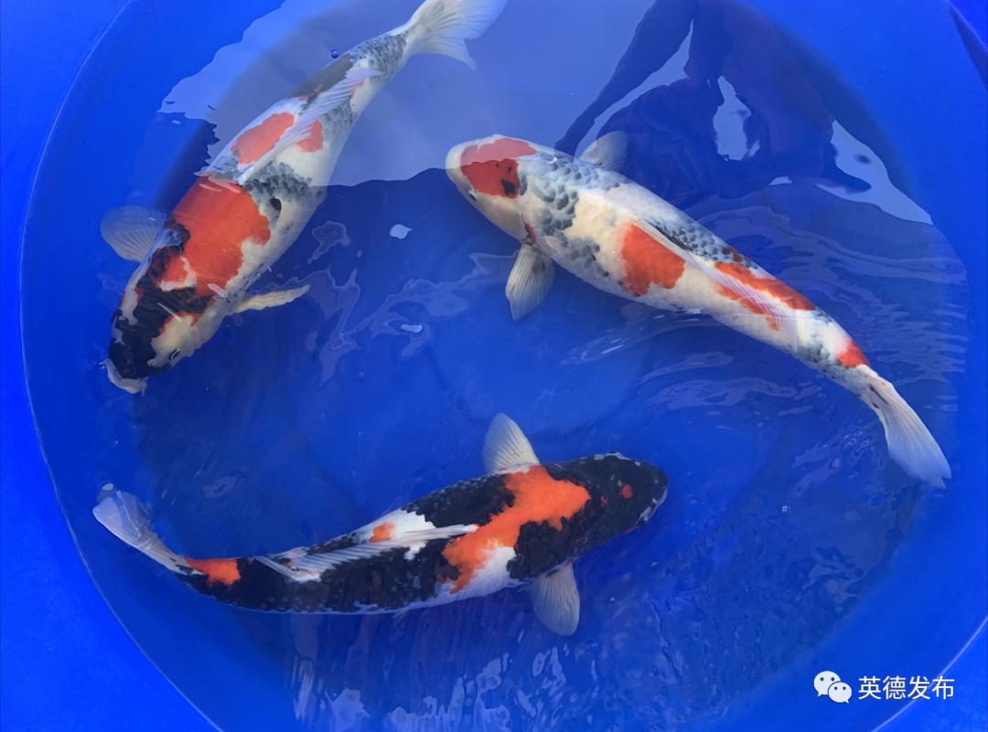 黄金球形芥子鲤,极品巨型芥子鲤