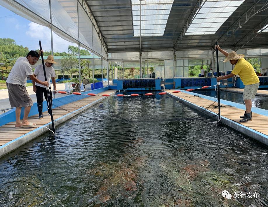 黄金球形芥子鲤,极品巨型芥子鲤