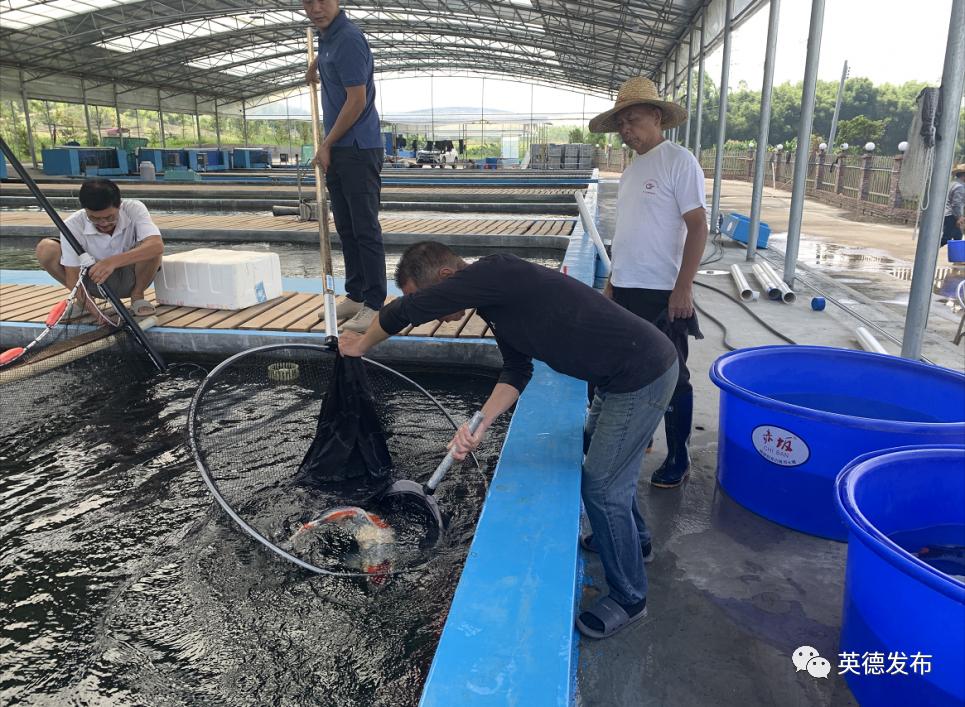 黄金球形芥子鲤,极品巨型芥子鲤