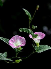 戚思翠‖凌晨4点的美丽