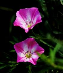 戚思翠‖凌晨4点的美丽