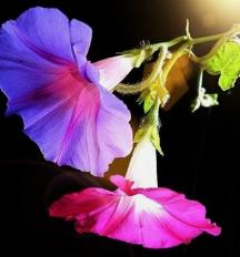 戚思翠‖凌晨4点的美丽