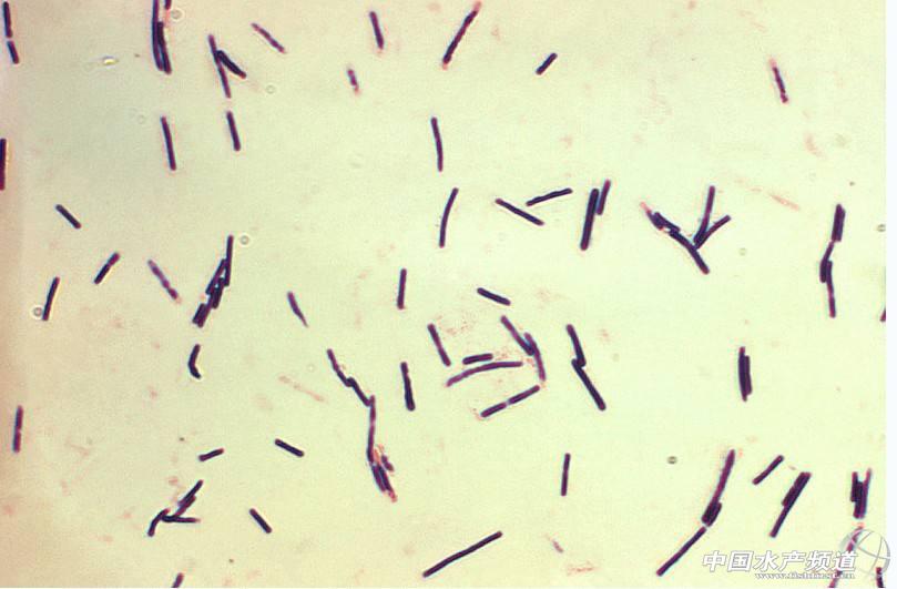 产气荚膜梭菌怎么感染,蛋鸡产气荚膜梭菌感染