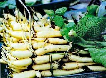 又到送寒衣时节,又到了送郁金香的季节