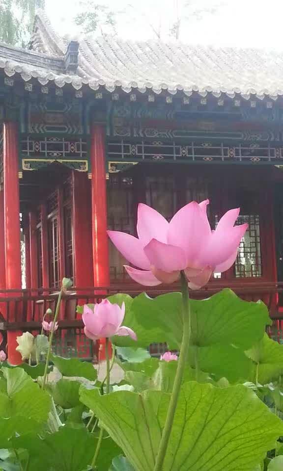 又到送寒衣时节,又到了送郁金香的季节