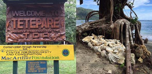 美丽的陷阱纪录片,美丽的陷阱原版视频