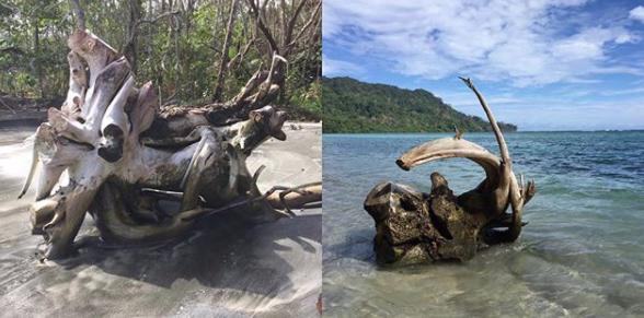 美丽的陷阱纪录片,美丽的陷阱原版视频