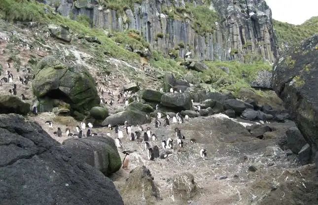 美丽的陷阱纪录片,美丽的陷阱原版视频