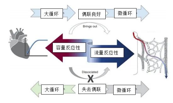 休克复苏,休克与复苏