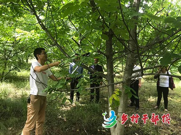 风采|陕西省陇县焦家坡村第一书记王宏:老槐树下演绎精彩扶贫故事