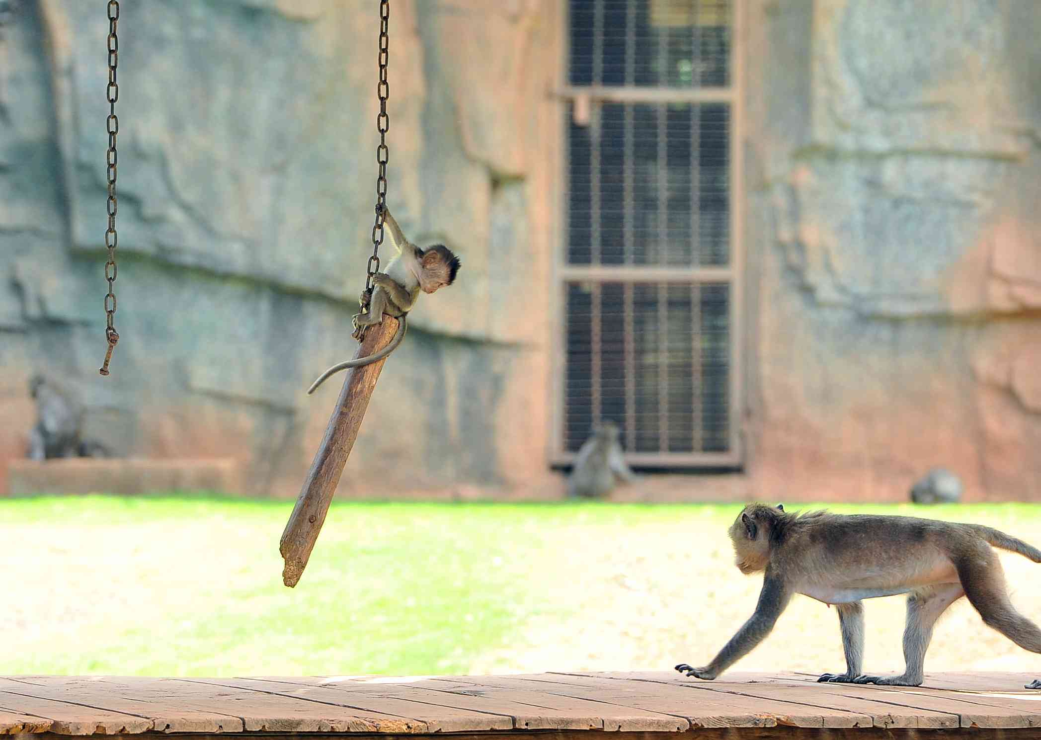 湖南生态动物园老虎,长沙生态动物园有老虎吗
