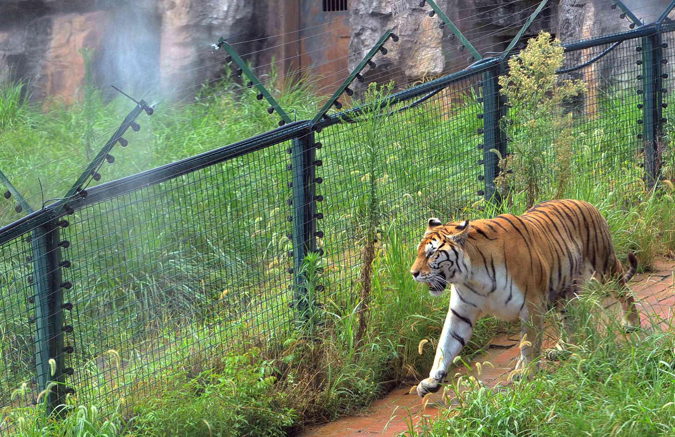 湖南生态动物园老虎,长沙生态动物园有老虎吗