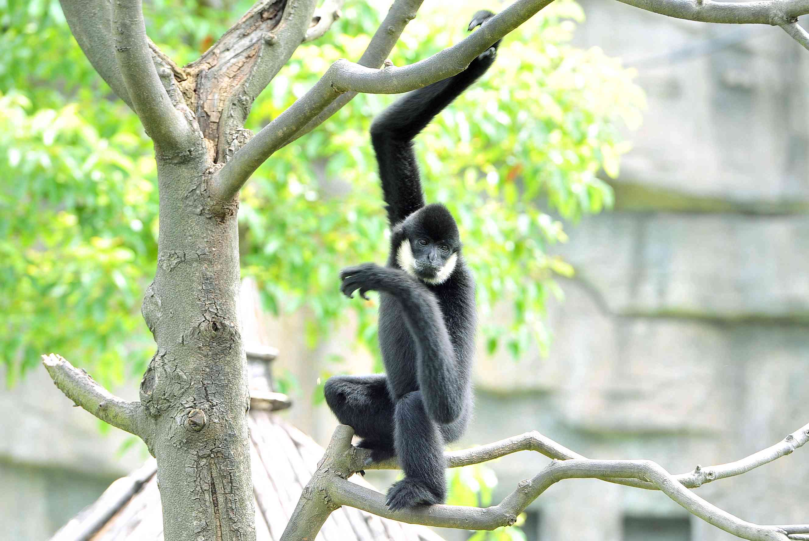 湖南生态动物园老虎,长沙生态动物园有老虎吗