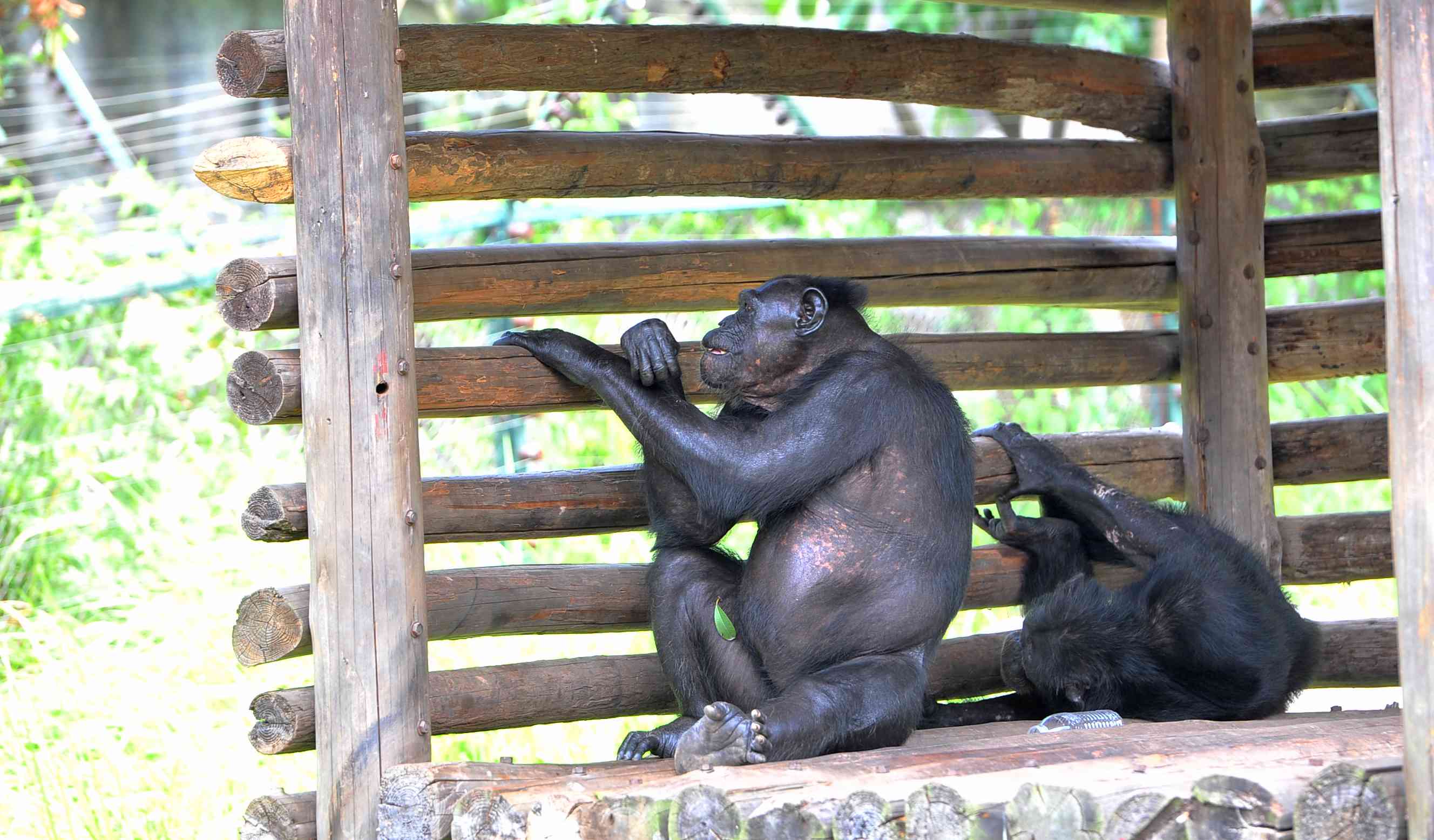 湖南生态动物园老虎,长沙生态动物园有老虎吗