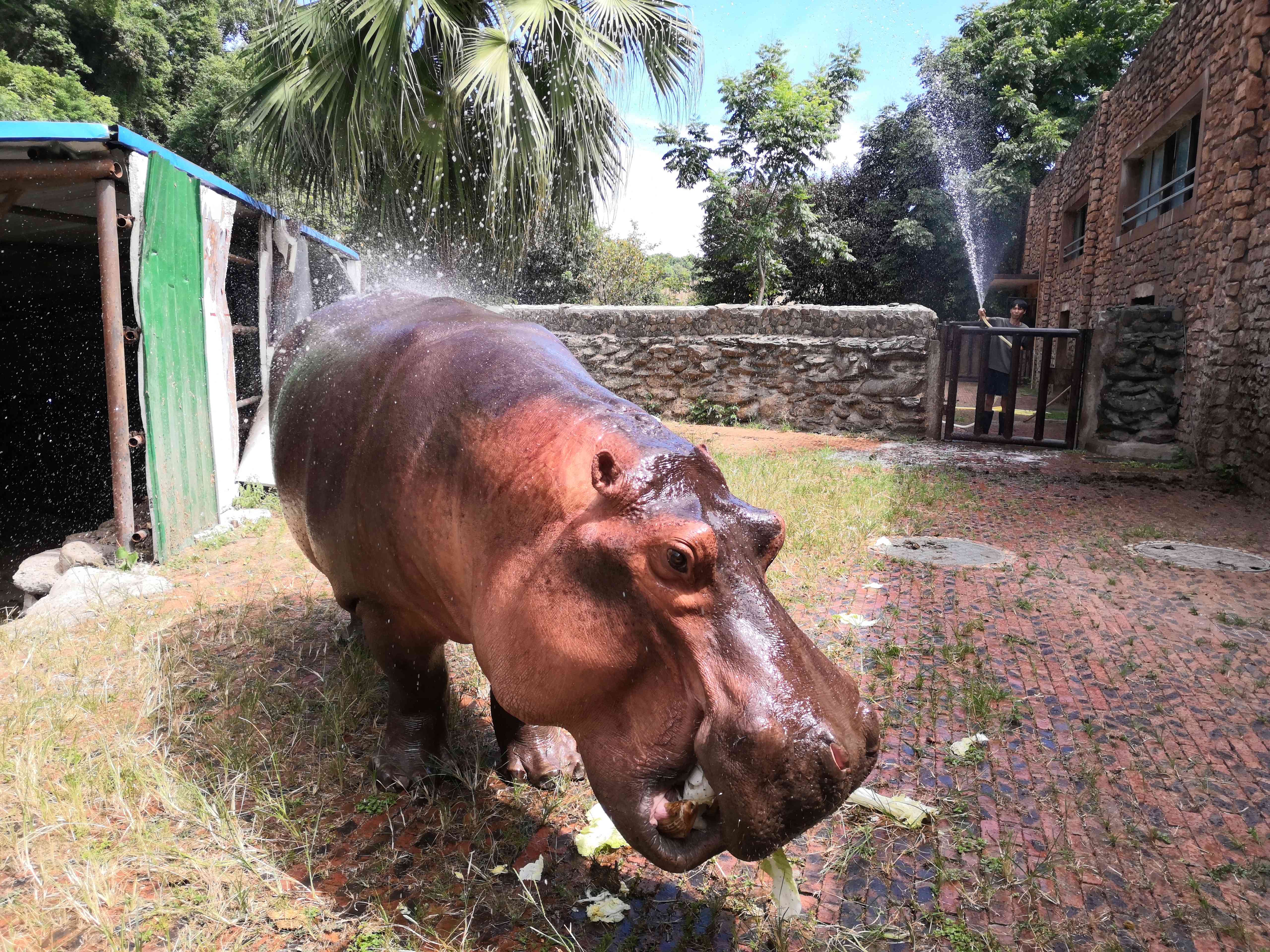 湖南生态动物园老虎,长沙生态动物园有老虎吗