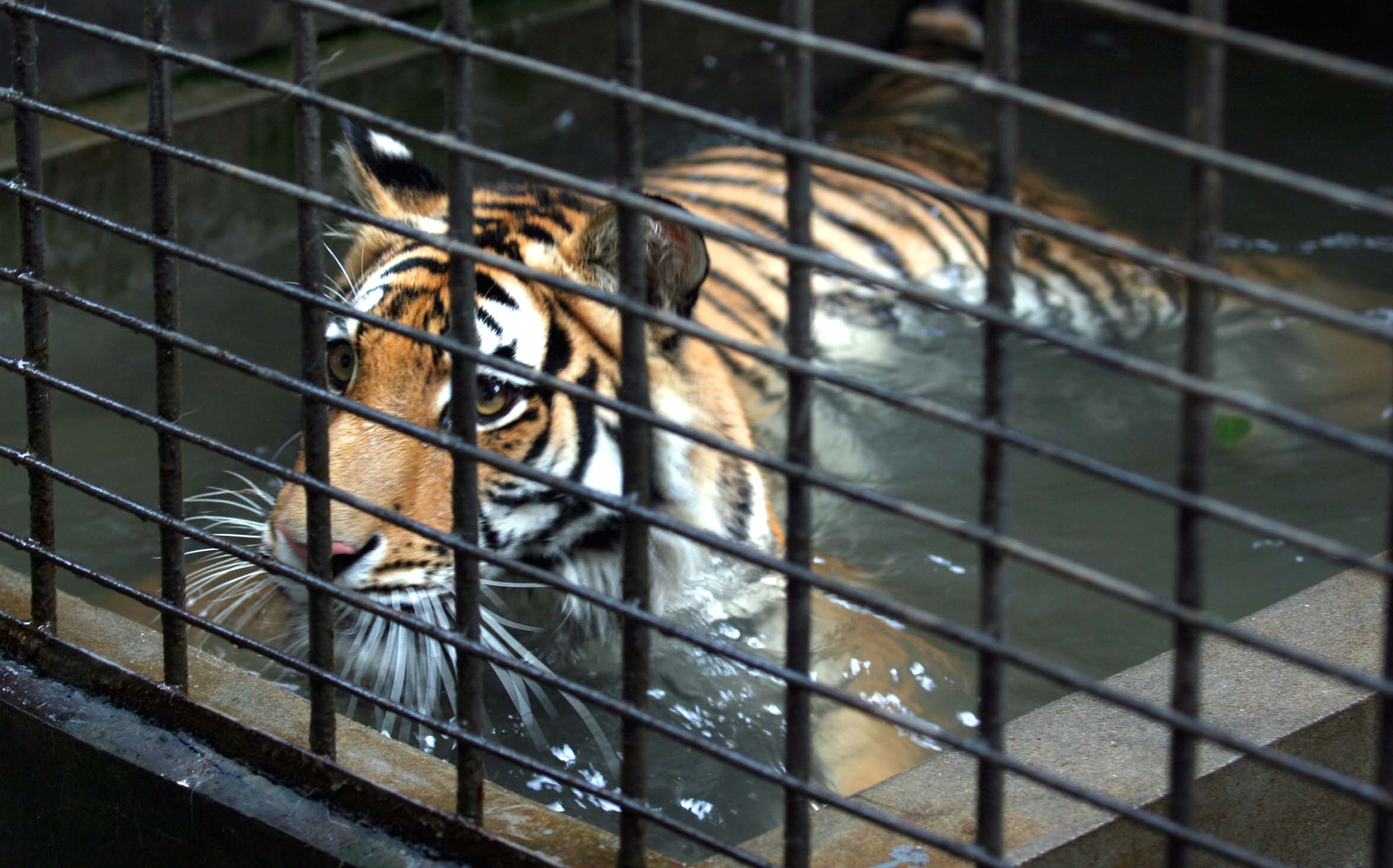 湖南生态动物园老虎,长沙生态动物园有老虎吗