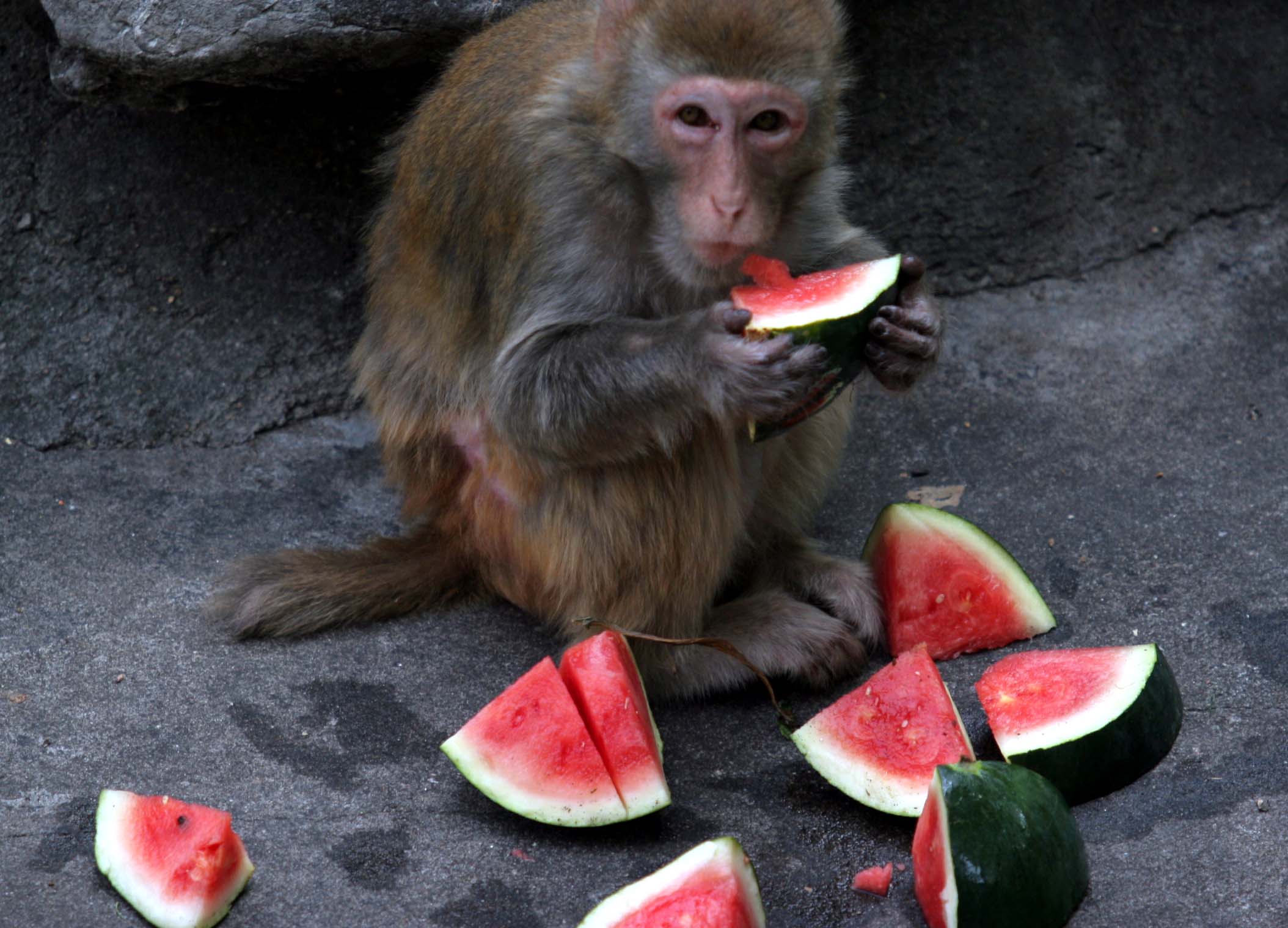 湖南生态动物园老虎,长沙生态动物园有老虎吗