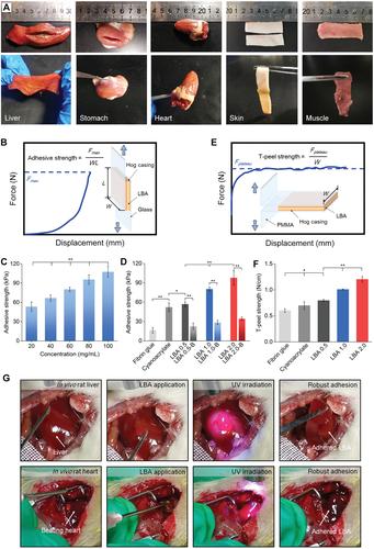 寰愬嘲瑗垮畨浜ゅぇ,瑗垮畨浜ゅぇ寰愬嘲鏁欐巿