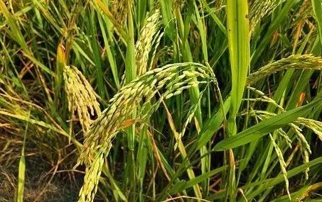 大米放久了为什么会长虫,大米放久了自己生虫子为什么