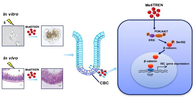 theranostics专题组,theranostics影响因子