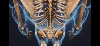 腰痛来龙去脉,腰疼真相